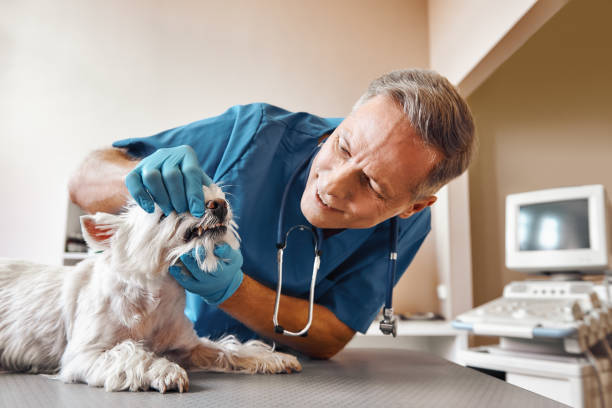 Best Emergency Dental Surgery in Boyes Hot Springs, CA